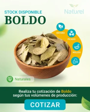 Boldo