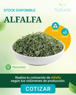 Alfalfa