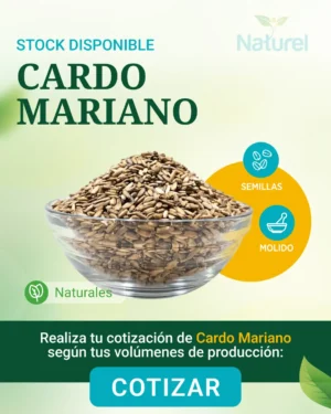 Cardo Mariano