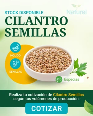 Cilantro Semilla