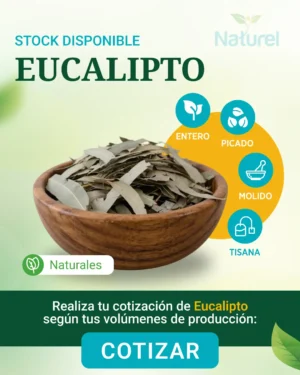 Eucalipto