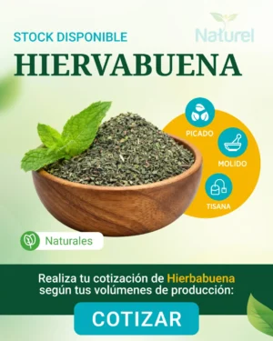 Hierbabuena