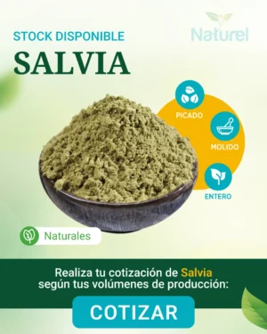 Salvia